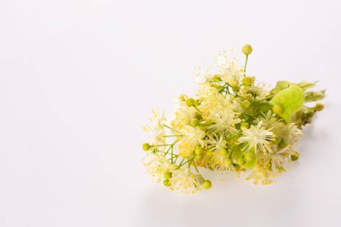 Linden çiçekleri beyaz arka planda. Kapatın. Boşluğu kopyala.