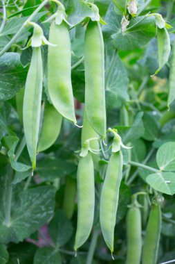 Bahçedeki bezelye bitkilerinin üzerindeki yeşil bezelye kabukları. Sağlıklı yiyecekler. Yüksek kalite fotoğraf