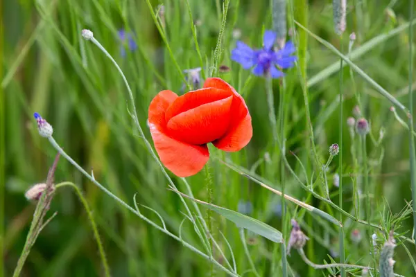 Barış Günü 'nün sembolü olarak kırmızı haşhaş çiçeği. Yüksek kalite fotoğraf