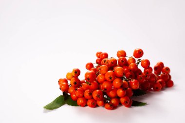 Olgun Rowan beyaz arka planda izole edilmiş. Sağlıklı bir hayat. Uzayı kopyala Kapatın. Yüksek kalite fotoğraf