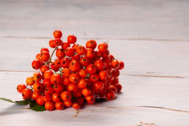 Olgun Rowan ahşap arka planda izole edilmiş. Sağlıklı bir hayat. Uzayı kopyala Kapatın. Yüksek kalite fotoğraf