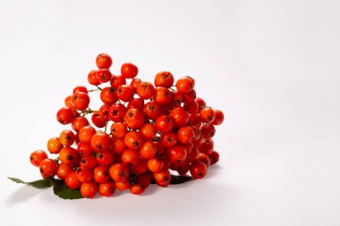 Olgun Rowan beyaz arka planda izole edilmiş. Sağlıklı bir hayat. Uzayı kopyala Kapatın. Yüksek kalite fotoğraf