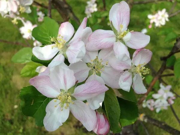 Kiraz çiçeği kadar yakın. Doğanın çiçekli arka planı. Yüksek kalite fotoğraf