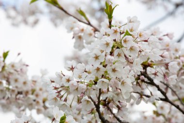 Kiraz çiçeği kadar yakın. Doğanın çiçekli arka planı. Yüksek kalite fotoğraf