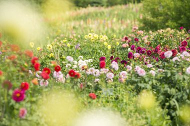 Taze yıldız çiçeği tarlası. Yüksek kalite fotoğraf