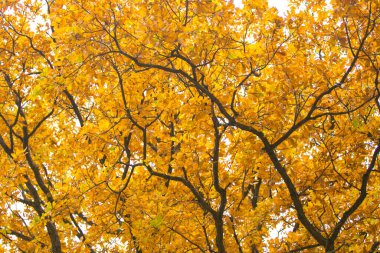 Ağaçtaki sarı yapraklar. Mevsim değişimi için arka plan, şablon ve duvar kâğıdı. Yüksek kalite fotoğraf