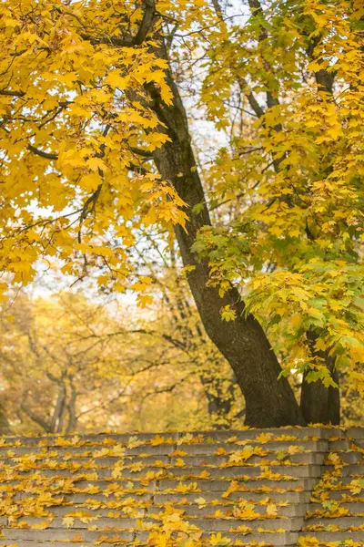 Parkta sonbahar. Duvar kağıdı, sezon değişimi için arka plan. Yüksek kalite fotoğraf