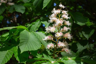  Beyaz kestane çiçekleri ve yeşil yapraklar arka planda. Kapatın. Yüksek kalite fotoğraf