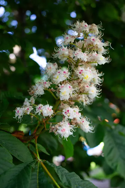  Beyaz kestane çiçekleri ve yeşil yapraklar arka planda. Kapatın. Yüksek kalite fotoğraf