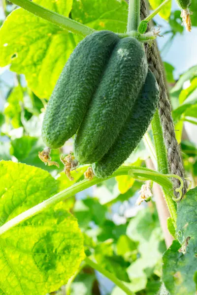 Güneşli bir bahçede sarmaşıkta yetişen taze yeşil salatalıkların yakın çekimi. Bitkinin üzerindeki organik sebzeler sağlıklı gıda, tarım, tarım ve doğal üretimi sembolize ediyor..