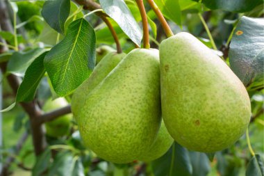 Bahçesinde yeşil yapraklar olan bir ağaç dalına asılmış taze yeşil armutlar. Organik tarım ve doğal meyve hasadı kavramı. 