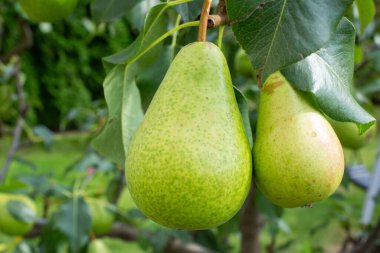 Bahçesinde yeşil yapraklar olan bir ağaç dalına asılmış taze yeşil armutlar. Organik tarım ve doğal meyve hasadı kavramı. 