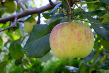 Meyve bahçesinde yeşil yaprakları olan bir ağaç dalına asılı taze elmanın yakın çekimi. Organik tarım ve doğal meyve hasadı kavramı. 