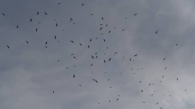 Kırmızı ve siyah uçurtma sürüsü tünemeden hemen önce bazı akbabaların yanında..