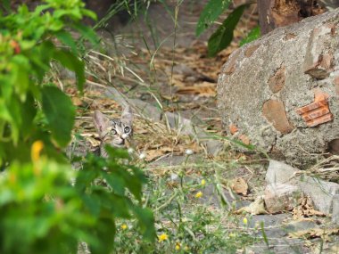 Kitty dikkatli bir şekilde bir şeyi gözlemliyor.