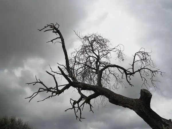Death tree under grey sky