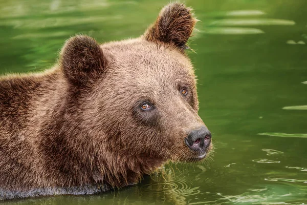 Front view of brown bear isolated on black background. Portrait of Kamchatka bear (Ursus arctos beringianus).