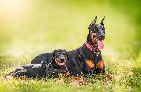 brown Doberman dog with cropped ears lying outdoors with puppy on green grass.