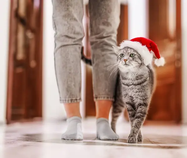 Cat wearing santa\'s hat welcome his owner at home