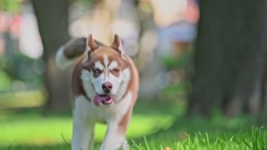 Parktaki yeşil çimlerde koşan Husky köpeği.