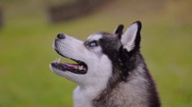 Mutlu Husky köpeği doğa arka planında.