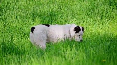 Orta Asya çoban köpeği yeşil çimlerin üzerinde.