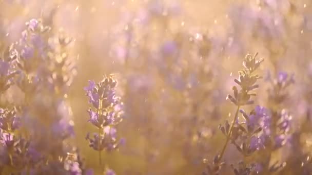 Gotas Lluvia Cayendo Sobre Flores Lavanda Atardecer — Vídeos de Stock