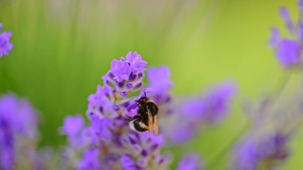 Bumblebee Raccoglie Nettare Habitat Naturale Fiori Lavanda — Video Stock
