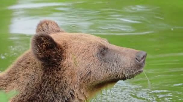 Καφέ Αρκούδα Που Αναπαύεται Στο Νερό — Αρχείο Βίντεο