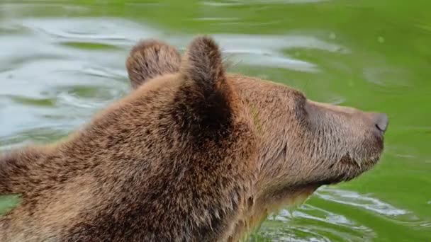 Brązowy Niedźwiedź Pływający Jeziorze — Wideo stockowe