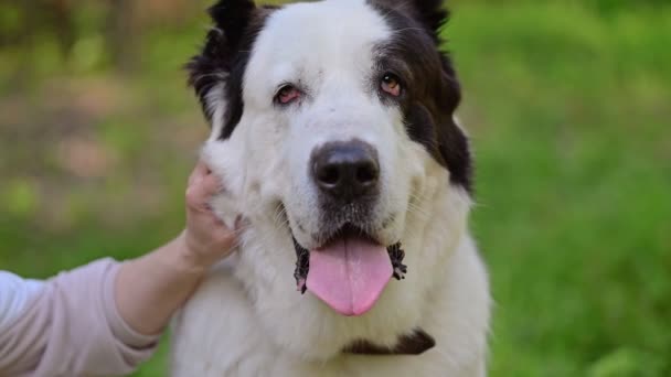 Ludzka Ręka Głaszcze Środkowoazjatyckiego Psa Pasterskiego — Wideo stockowe
