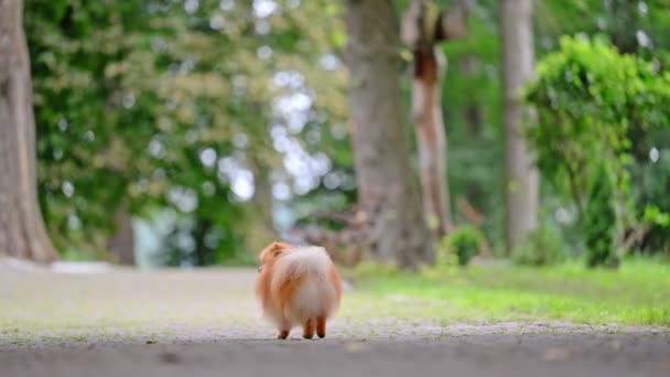 Szczęśliwy Pomeranian Spitz Pies Spacery Parku — Wideo stockowe