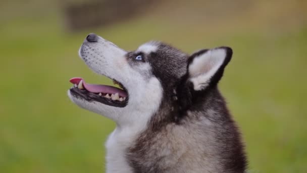 Husky Pies Patrząc Daleko Tle Natury — Wideo stockowe