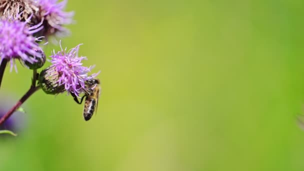 Včela Fialovém Květu Mléčných Bodlákových Květů Poli — Stock video
