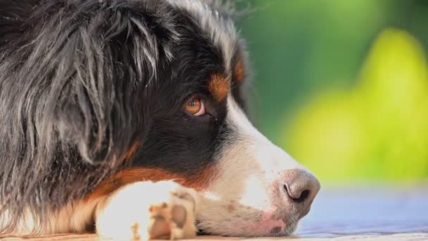 Bernese Mountain Dog Spoczywa Naturze — Wideo stockowe