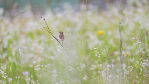 Ένα Μικρό Πουλί Κάθεται Ένα Κλαδί Στο Καλοκαιρινό Λουλούδι — Αρχείο Βίντεο