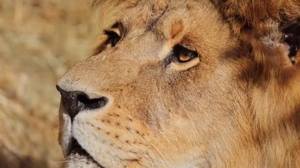 Makroporträt Eines Löwen Zeitlupenvideo — Stockvideo