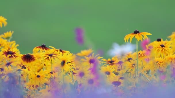 Άγριο Λουλούδι Στη Φύση Της Rudbeckia Hirta — Αρχείο Βίντεο