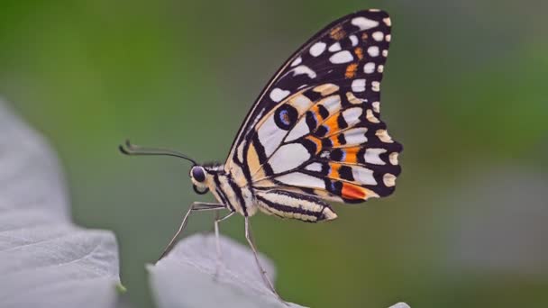 Limetový Motýl Papilio Demoleus — Stock video
