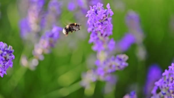 Bumblebee Συλλέγει Νέκταρ Άνθη Λεβάντας — Αρχείο Βίντεο