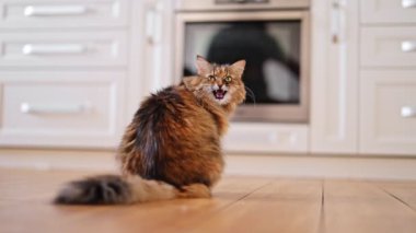 Mutfakta pençelerini yalayan bir kedinin ağzı. 4k video.