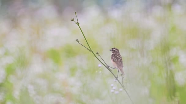 Small Bird Sitting Branch Summer Flower Video — Stock Video