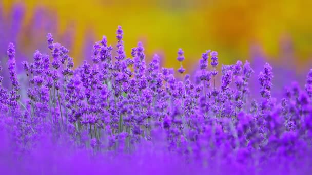Beautiful Blooming Lavender Flowers Yellow Background Slow Motion Video — Stock Video