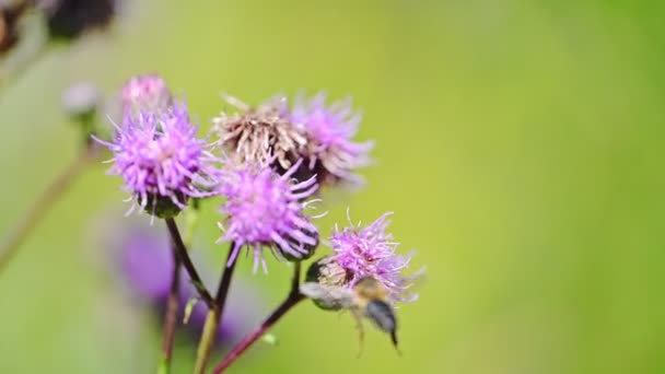 Пчела Фиолетовый Цветок Молока Чертополох Цветы Поле — стоковое видео