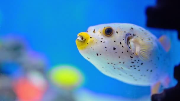 Pufferfish Tetraodontidae Clear Blue Water Slow Motion Video — Stock Video