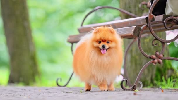 Happy Pomeranian Spitz Dog Andando Parque Câmera Lenta Vídeo — Vídeo de Stock