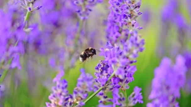 Bumblebee Raccoglie Nettare Fiori Lavanda Filmati — Video Stock