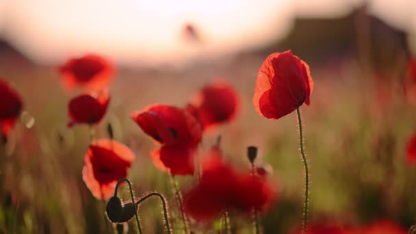 Red Poppy Flowers Field Footage — Stock Video