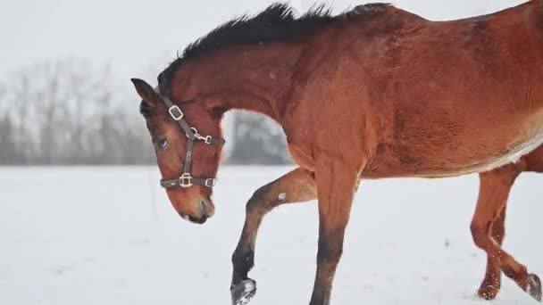 Red Horses Running Gallop Winter Snow Landscape Footage — Stock Video