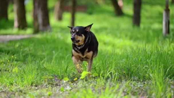 在一个绿色的公园里 一只狗慢吞吞地朝着摄像机跑去 — 图库视频影像
